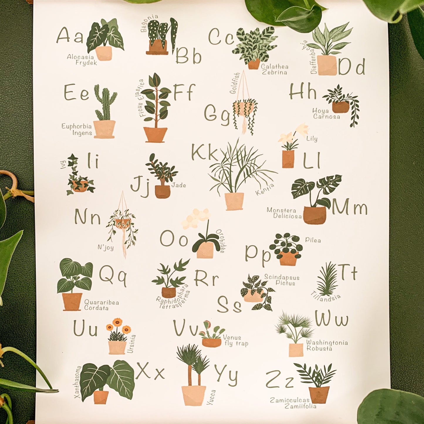 Affiche ABC des plantes